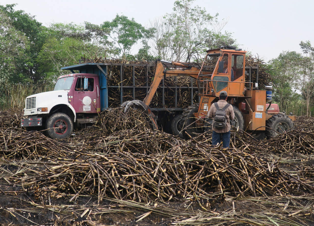 Coseñar caña de azúcar, trabajo para migrantes en México. Noticias en tiempo real