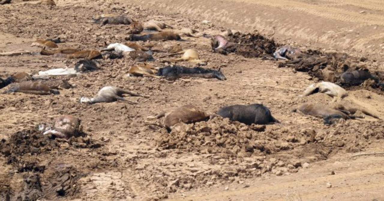 Encuentran muertos cerca de 200 caballos salvajes en Arizona. Noticias en tiempo real