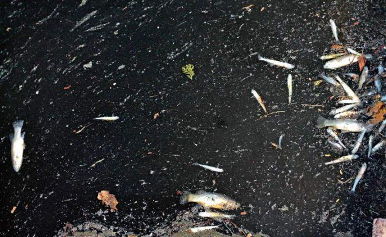 Aclara Sedema causas de la muerte de peces en Lago de Chapultepec. Noticias en tiempo real