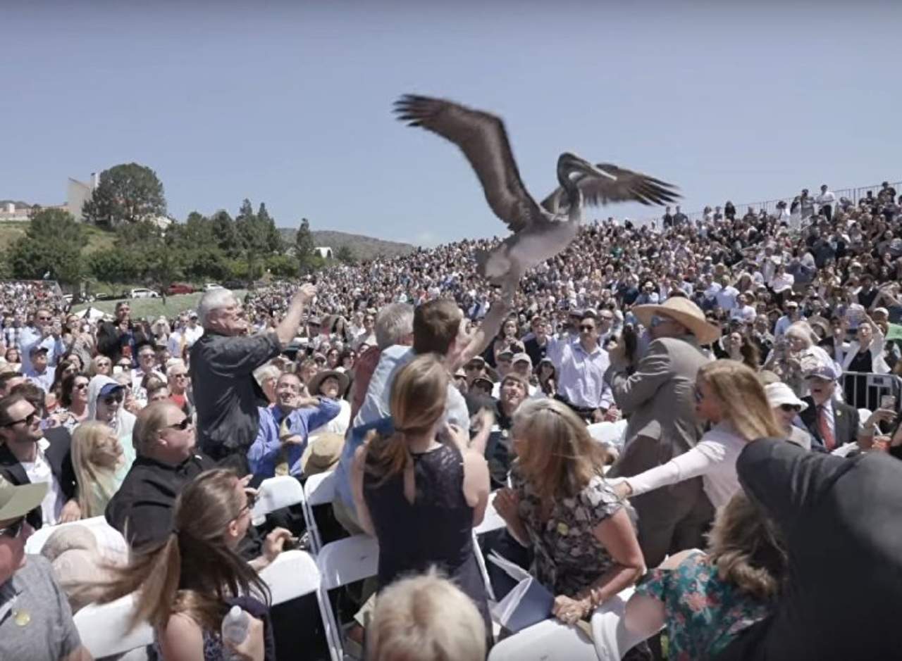 Pelícanos ‘arruinan’ ceremonia de graduación. Noticias en tiempo real