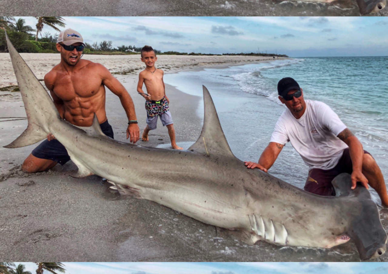 Foto de tiburón se hace popular y no por él. Noticias en tiempo real