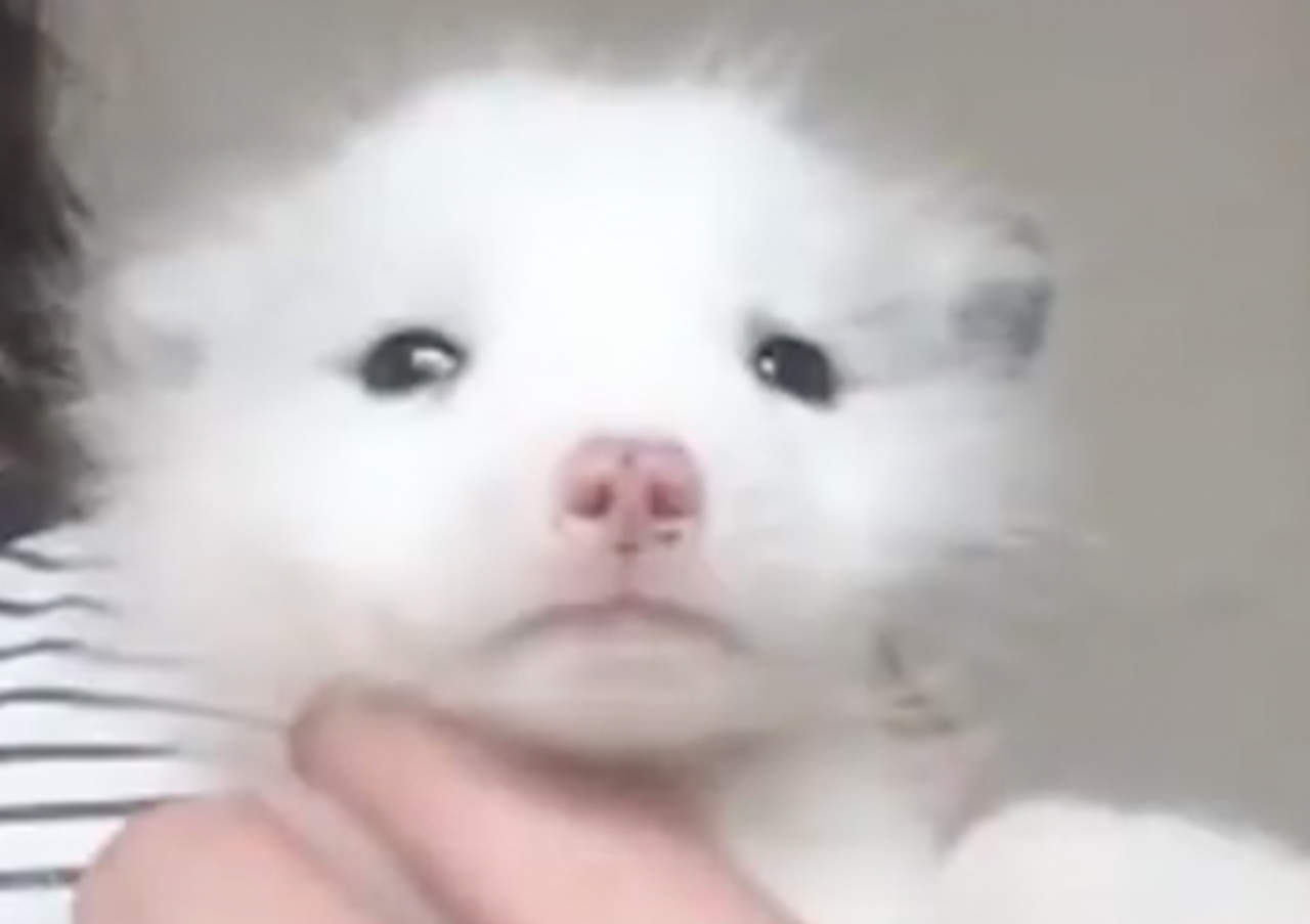 VIDEO: Compra un cachorro de raza y descubre que es un zorro. Noticias en tiempo real