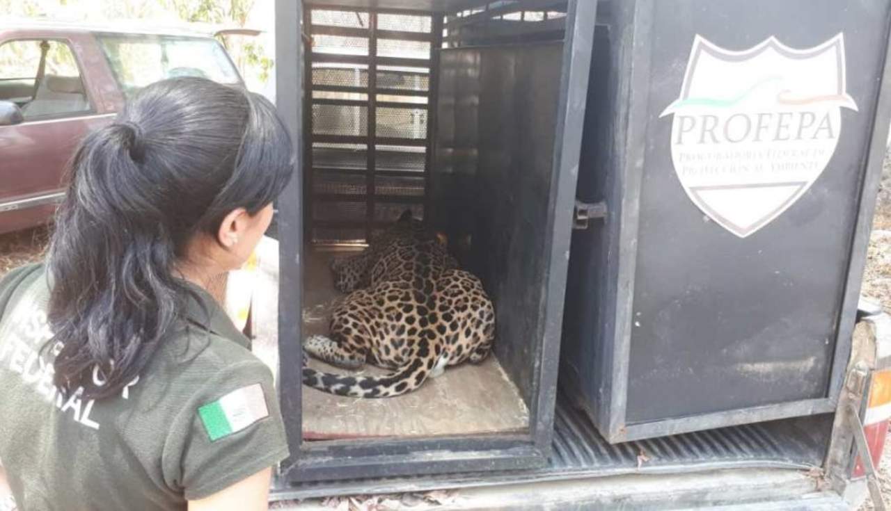 Profepa traslada dos Jaguares a un santuario de la CDMX. Noticias en tiempo real