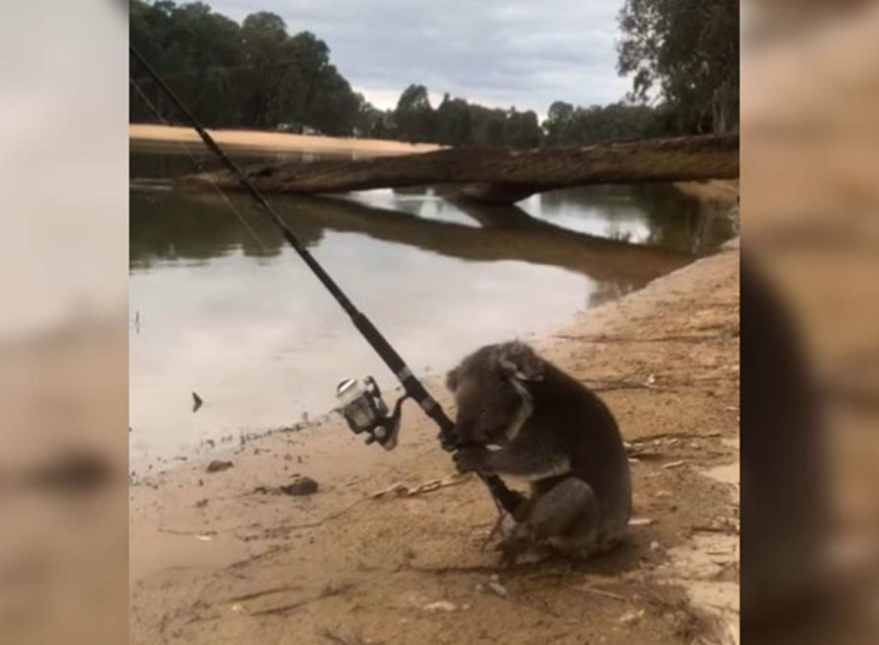 ¿Un koala pescando en Australia?. Noticias en tiempo real