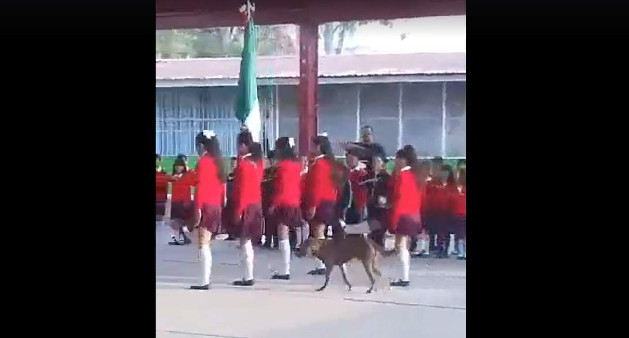 VIRAL: Perro cuida la bandera nacional junto a escolta escolar. Noticias en tiempo real