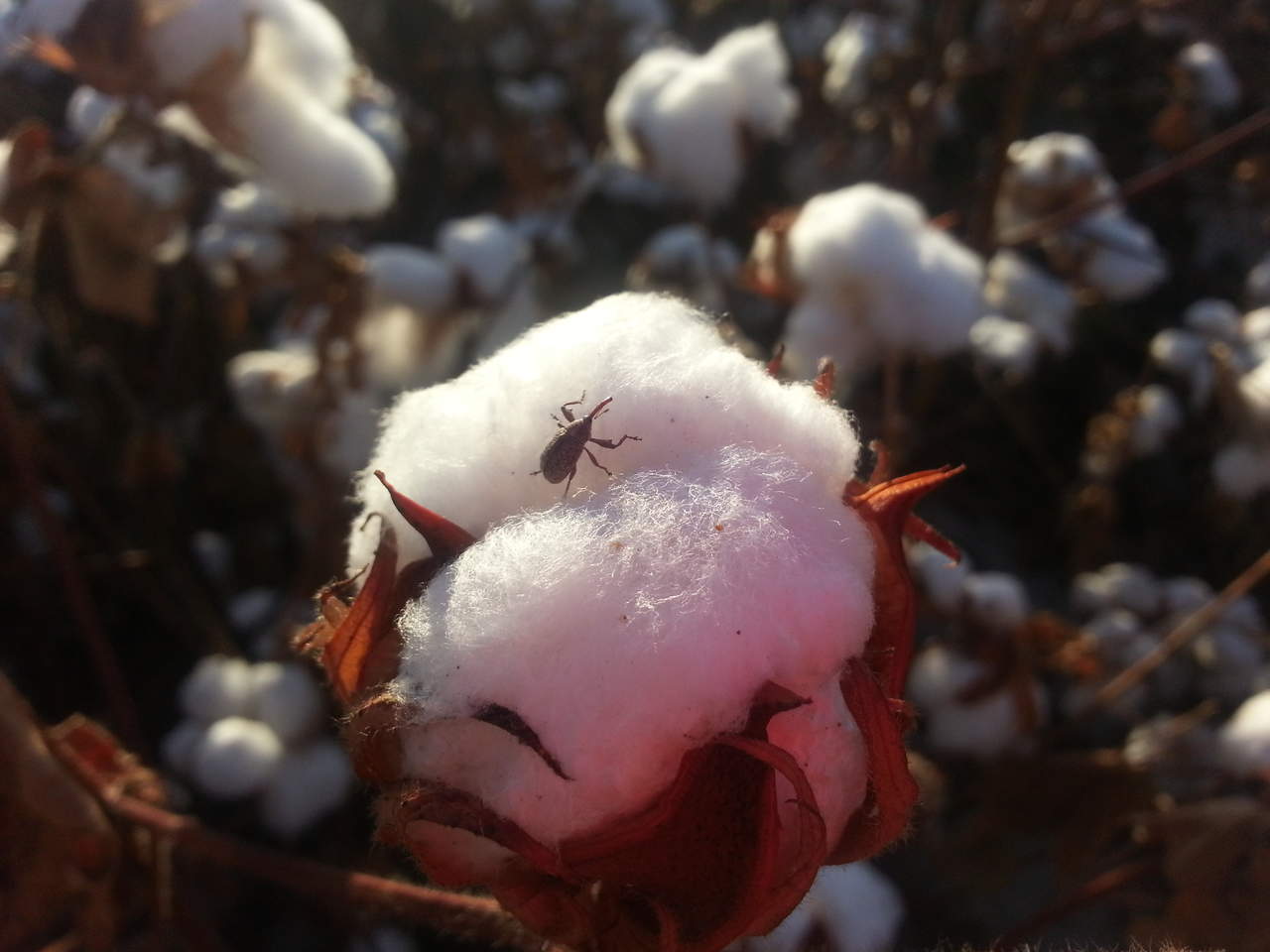 Autoridades buscan erradicar al picudo algodonero. Noticias en tiempo real
