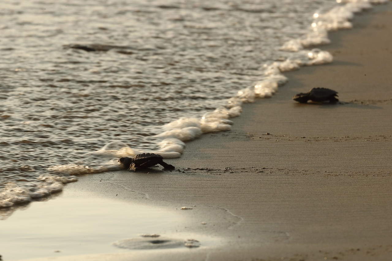 LLegan a México seis de las siete especies de tortugas marinas. Noticias en tiempo real