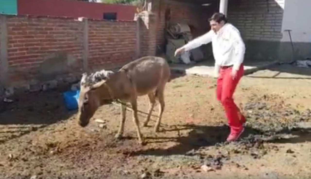 VIRAL: Candidato a diputado baila con un burro. Noticias en tiempo real