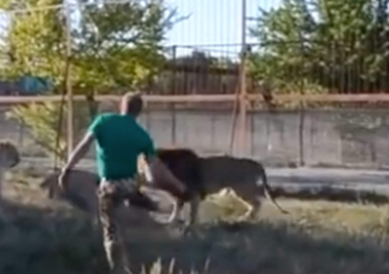 Cuidador de zoológico dispersa a leones con una chancla. Noticias en tiempo real