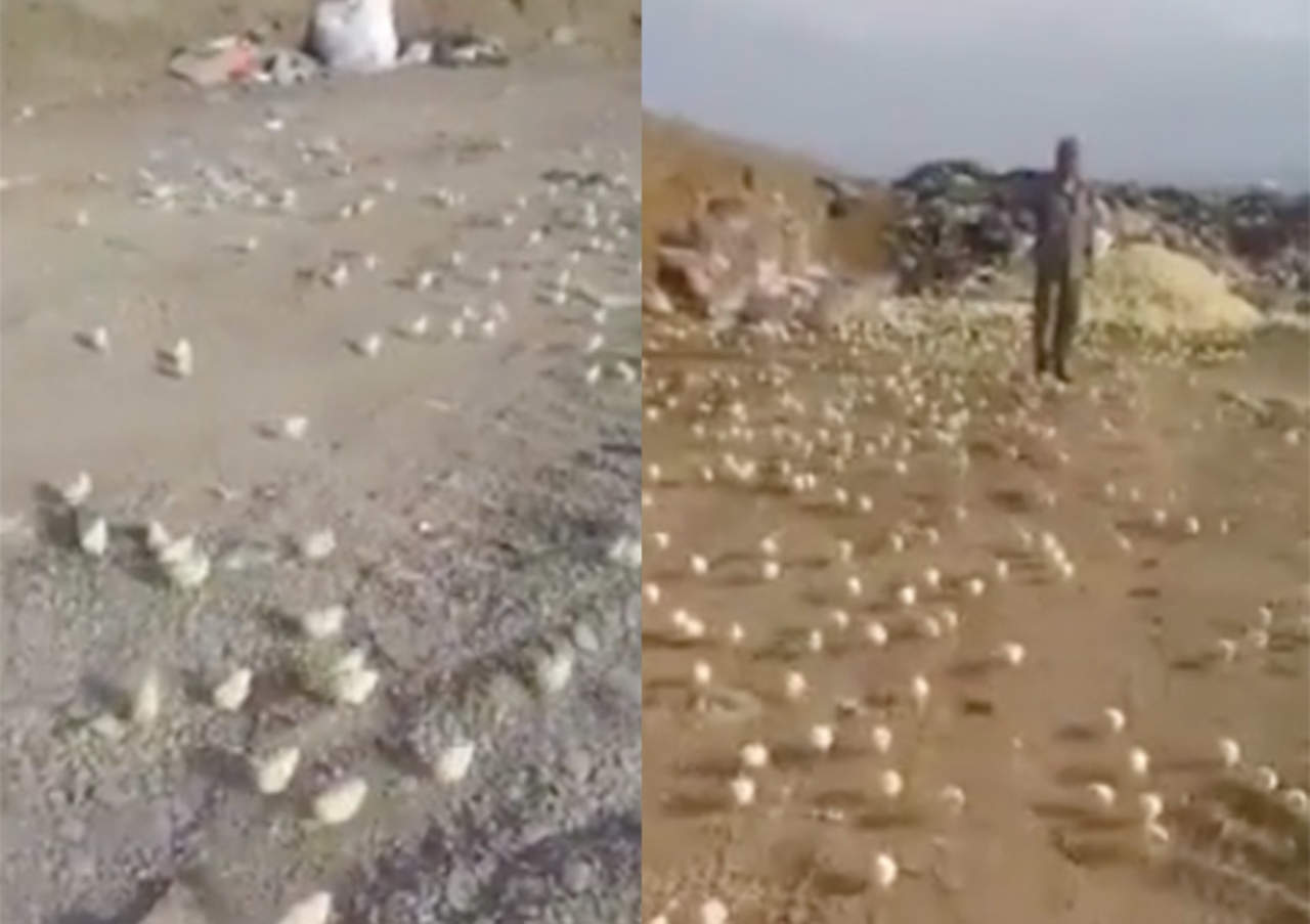 Desechan miles de huevos y pollos invaden el lugar. Noticias en tiempo real