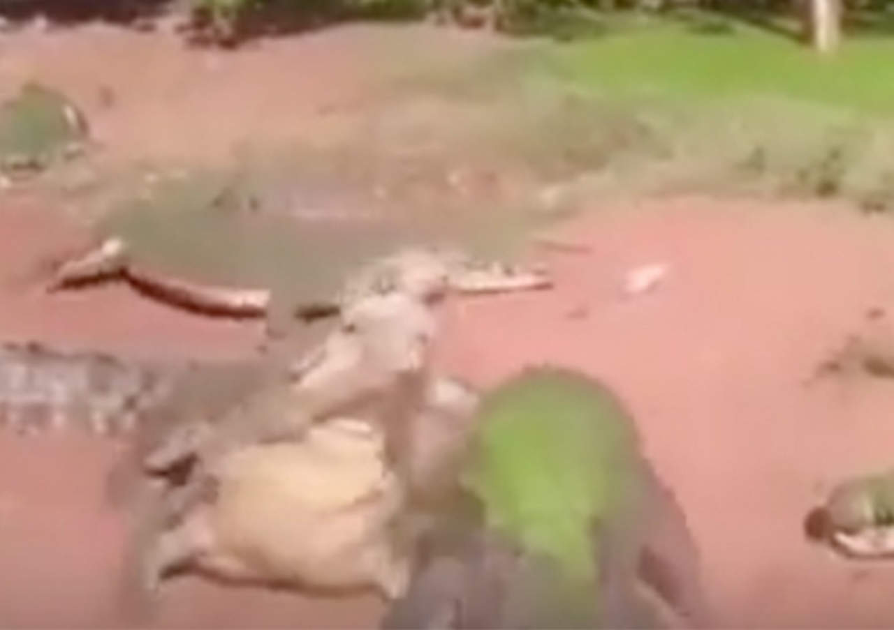 VIDEO: Alimentaba cocodrilos cuando uno devoró el brazo de otro. Noticias en tiempo real