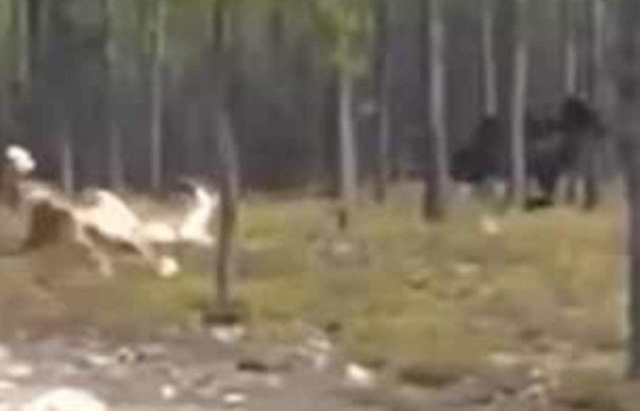 VIDEO: Lobo ataca a un perro mientras su dueño lo graba. Noticias en tiempo real