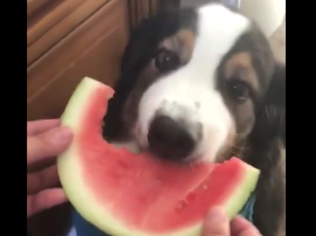 Este perro encanta con su forma de comer sandía. Noticias en tiempo real