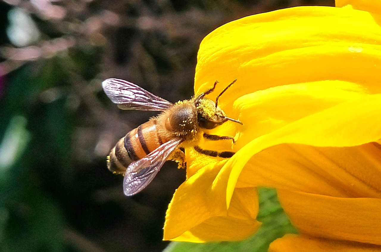 Las abejas identifican diferentes flores por patrones de olor. Noticias en tiempo real