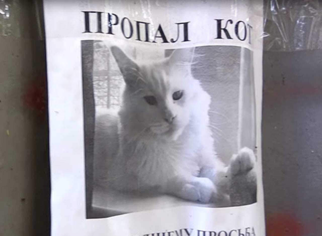 Cartel de gato perdido llama la atención por algo curioso. Noticias en tiempo real