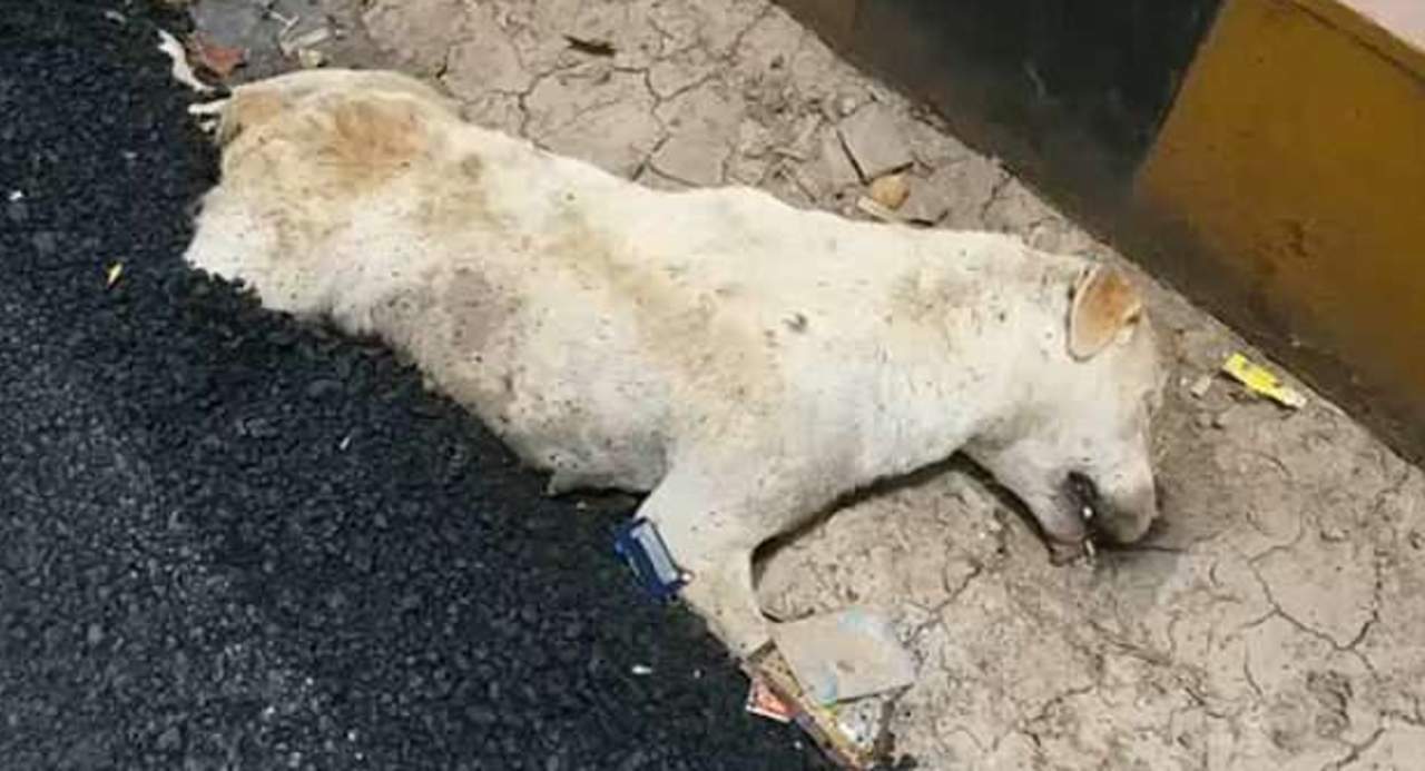 Trabajadores cubren a un perro con alquitrán al reparar una calle. Noticias en tiempo real