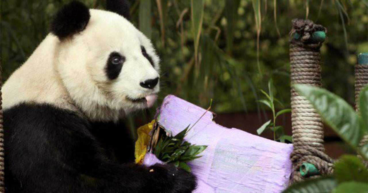Panda mexicana cumple 31 años; es la más longeva fuera de China. Noticias en tiempo real
