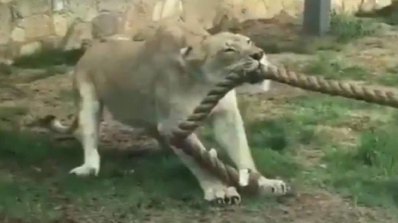 El enfrentamiento entre una leona y tres luchadores. Noticias en tiempo real