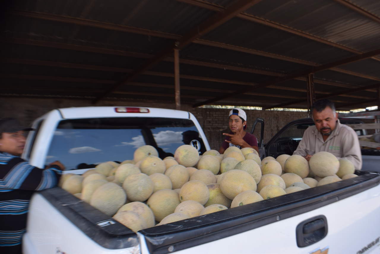 Con problemas, empieza cosecha de melón en San Pedro. Noticias en tiempo real