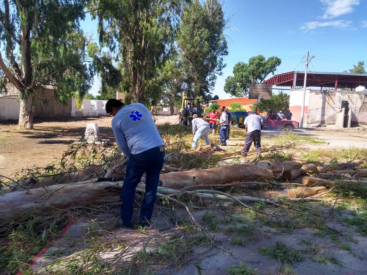 Retiran árboles caídos por tormenta en Madero. Noticias en tiempo real