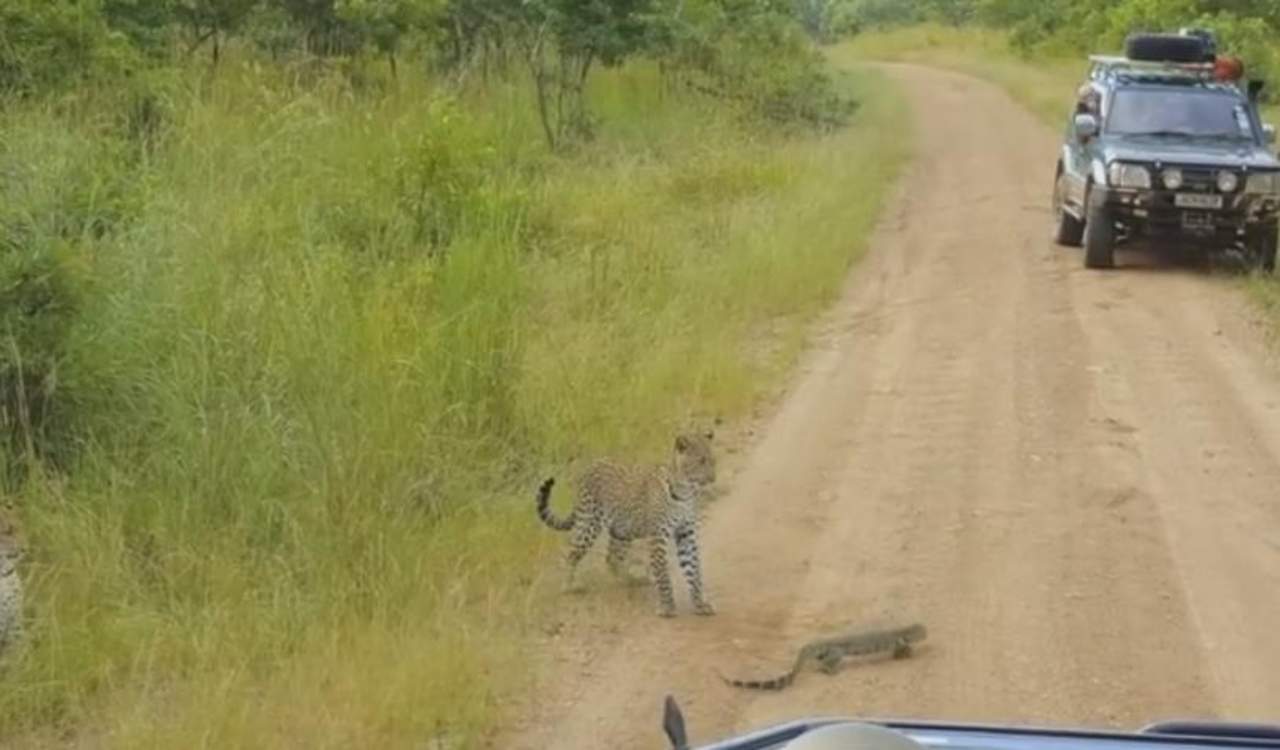 El combate entre un leopardo y un lagarto. Noticias en tiempo real