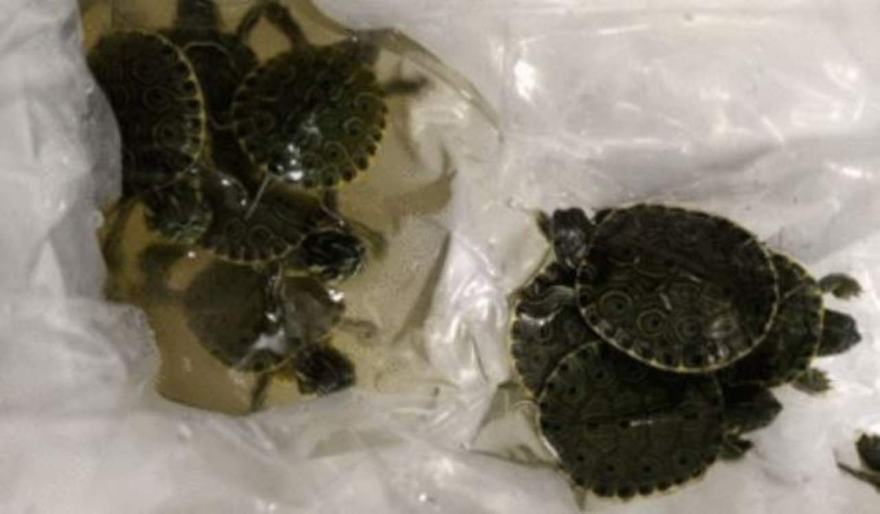 Rescatan 20 tortugas en empresa de paquetería en Chihuahua. Noticias en tiempo real
