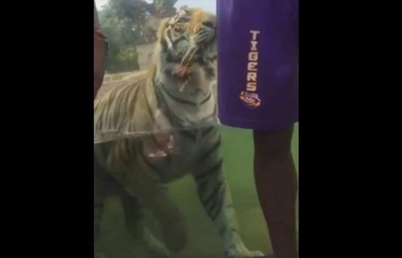 VIRAL: Tigre intenta atacar a visitante en zoológico. Noticias en tiempo real