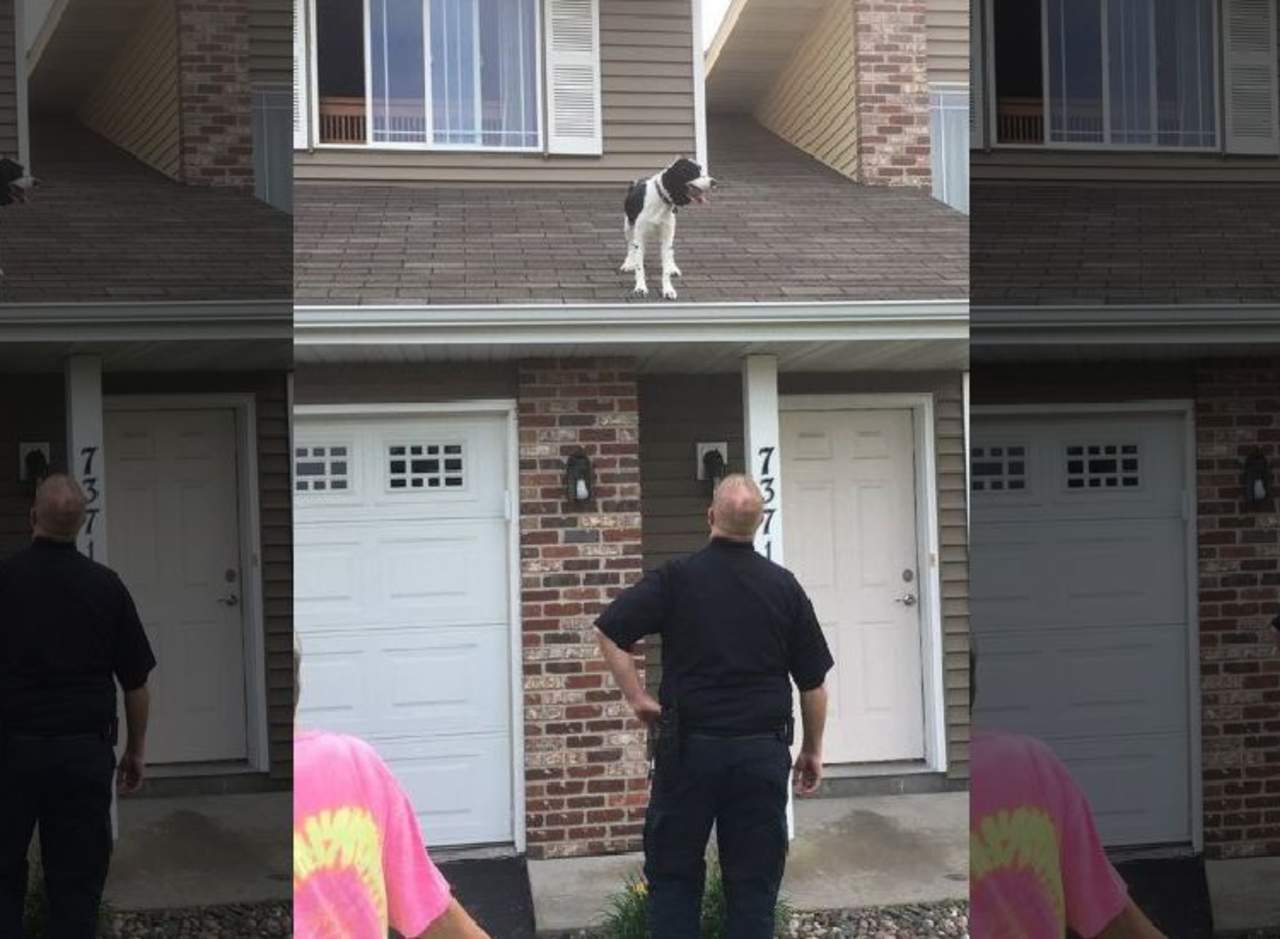 Rescatan a perro que se subió al techo de una casa. Noticias en tiempo real