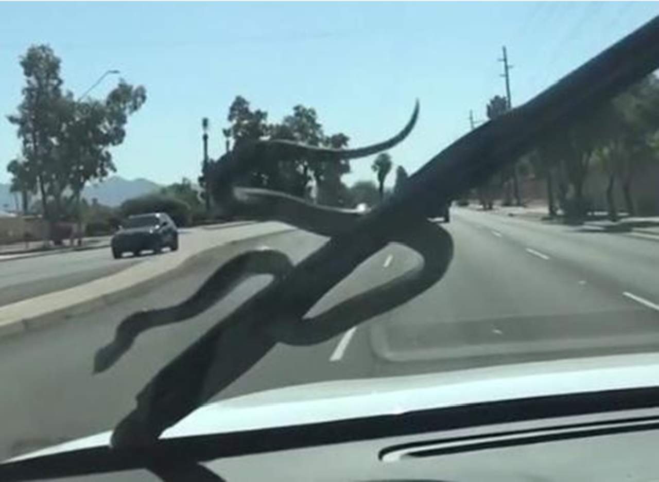 Conductor es sorprendido por una serpiente. Noticias en tiempo real