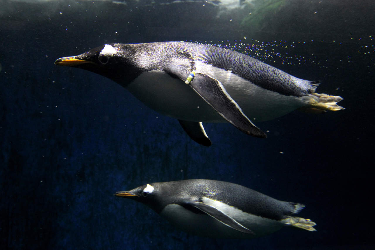 Científicos ciudadanos contribuyen a estudio sobre pingüinos. Noticias en tiempo real