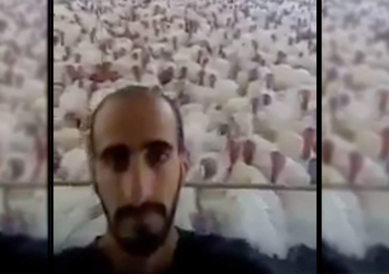 Un hombre que habla con los pavos, el video viral del momento. Noticias en tiempo real