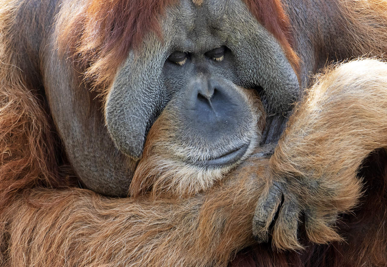 Investigadores plantean reevaluar condiciones de orangutanes. Noticias en tiempo real