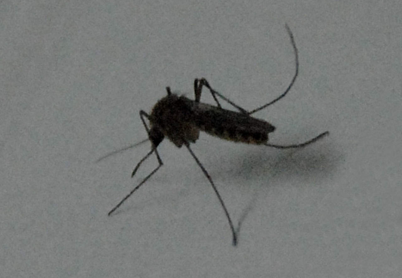 Sin casos de dengue en La Laguna de Durango. Noticias en tiempo real