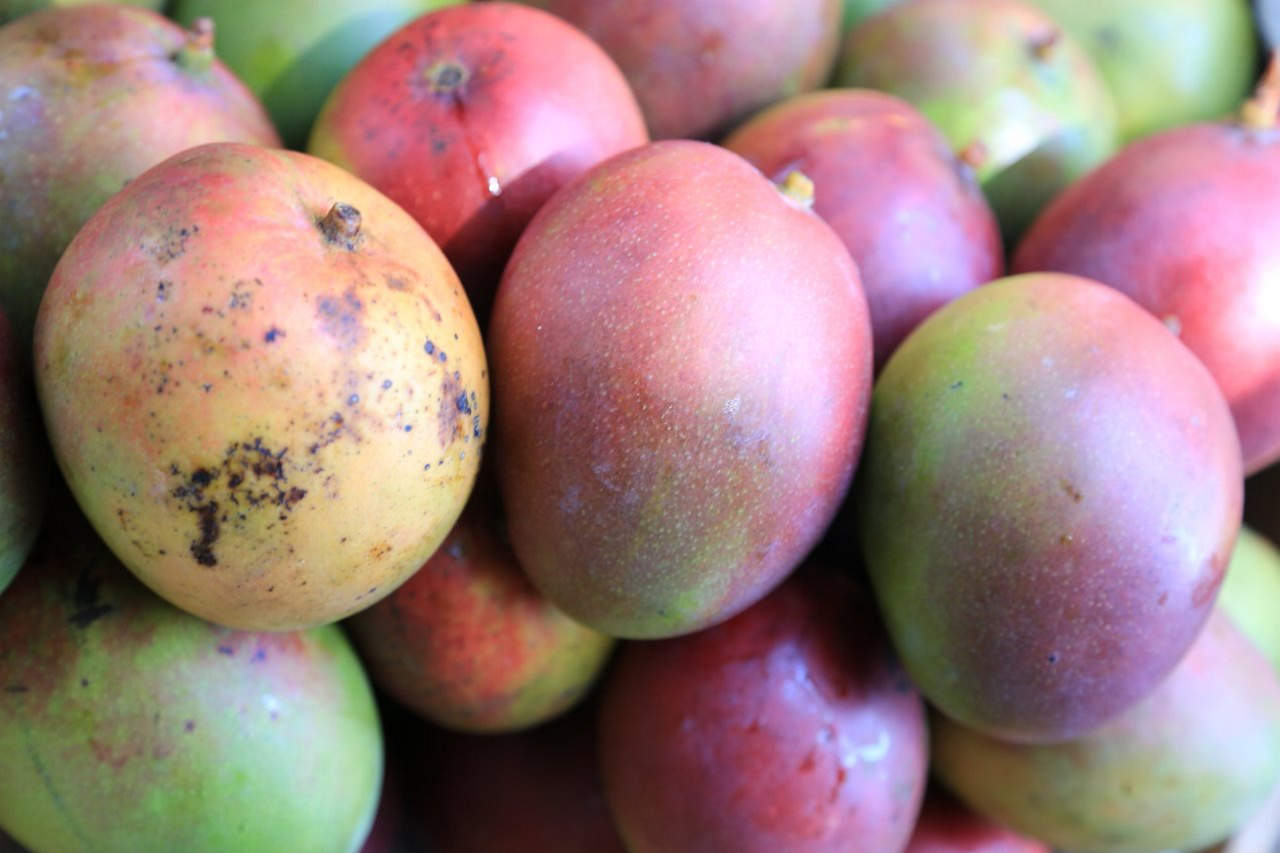Utilizan desperdicio de mango para producir celulosa bacteriana. Noticias en tiempo real