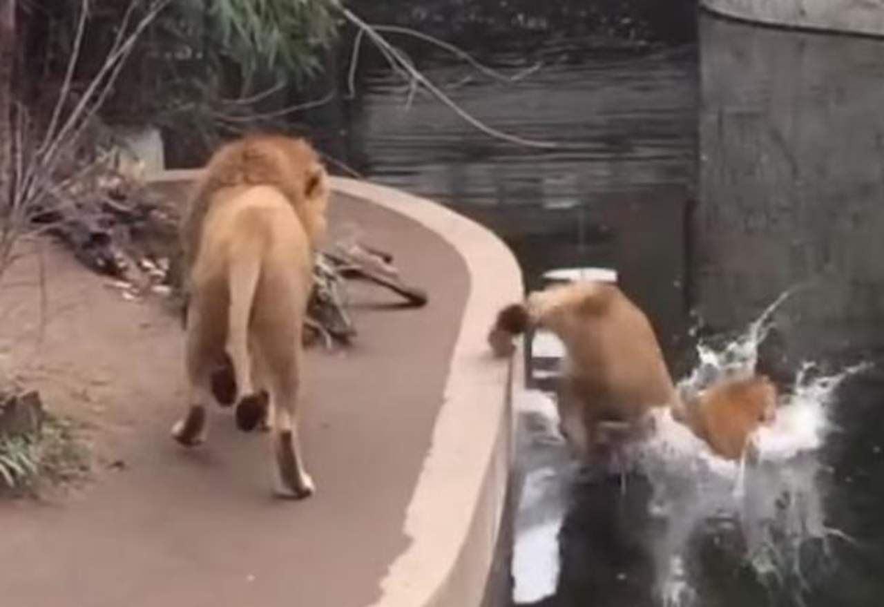 VIDEO: La caída de un león en zoológico se vuelve viral. Noticias en tiempo real