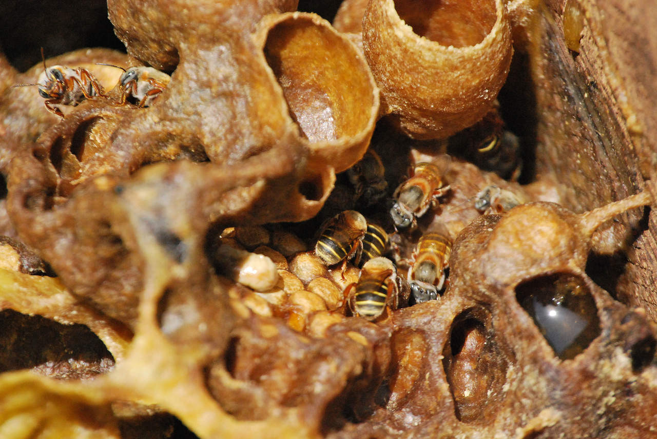 Último refugio de abejas peligra en EU. Noticias en tiempo real