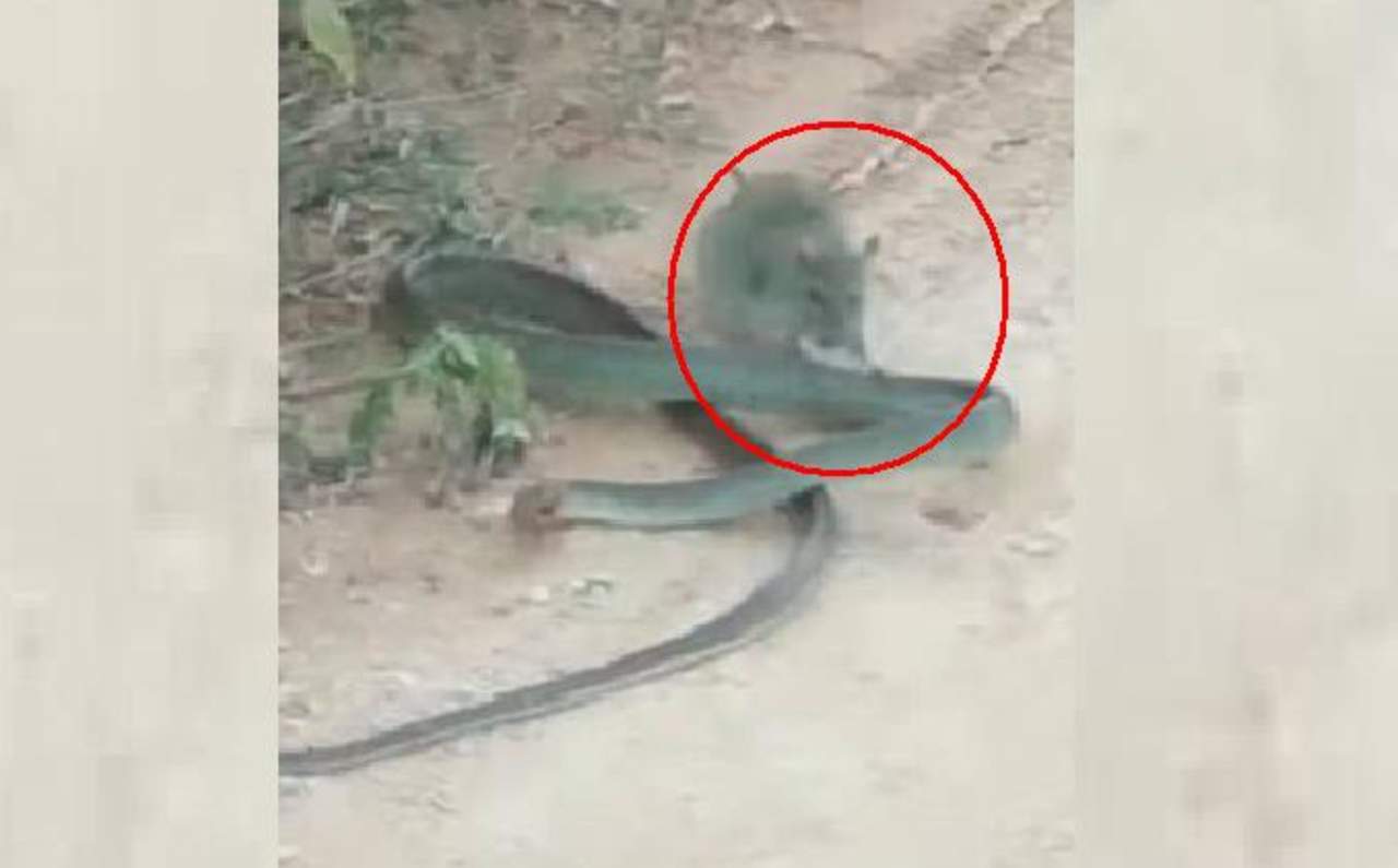 VIDEO: Pelea entre rata y serpiente se vuelve viral . Noticias en tiempo real