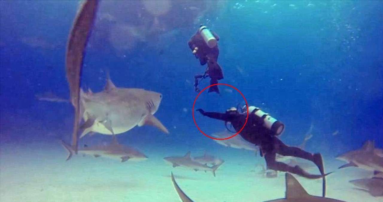VIRAL: Instructor evita que tiburón ataque a un buzo. Noticias en tiempo real