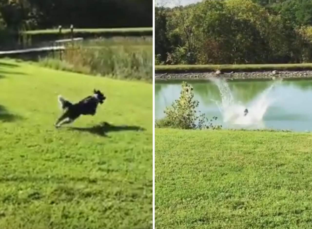 VIDEO: La emoción de un perro por ir al agua se hace viral. Noticias en tiempo real