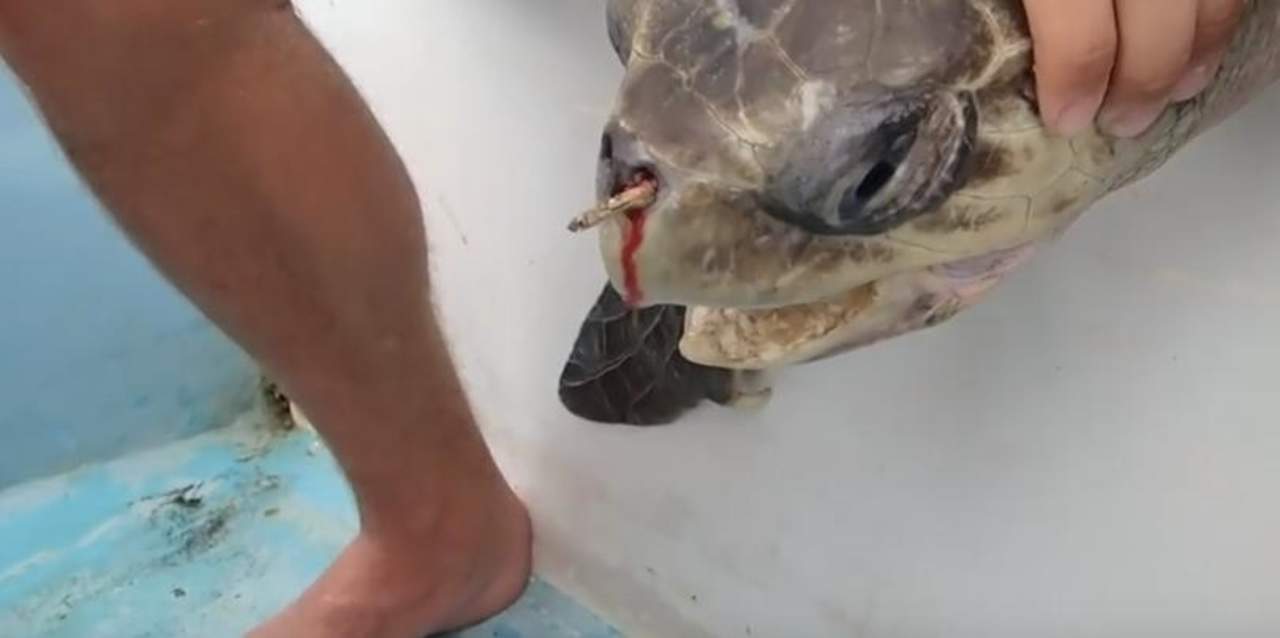 La historia de la tortuga que sufrió por un popote. Noticias en tiempo real