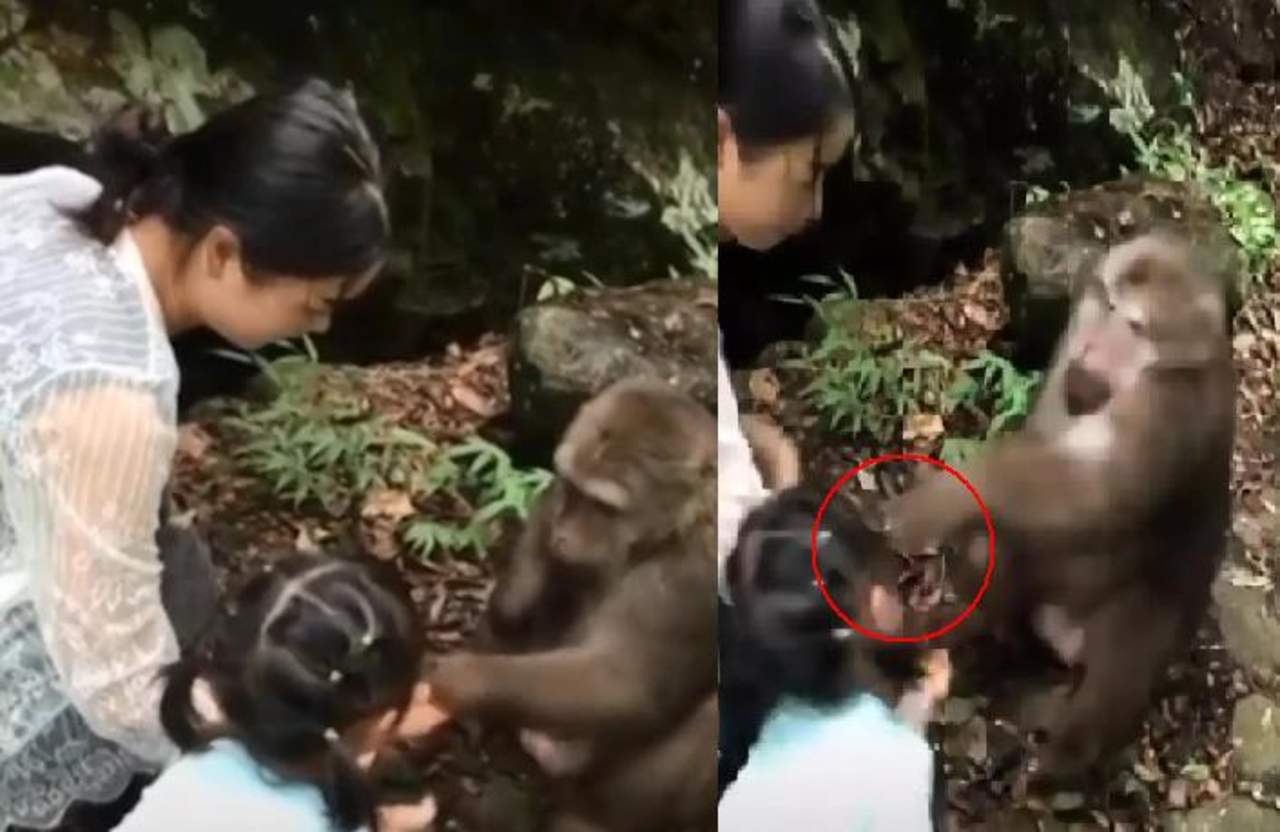 Mono golpea a una niña en la cara. Noticias en tiempo real