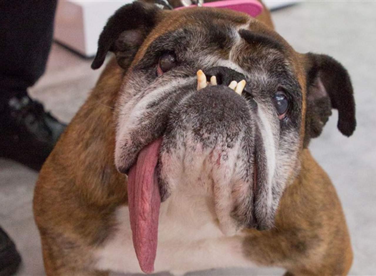 Muere el ‘perro más feo del mundo’. Noticias en tiempo real