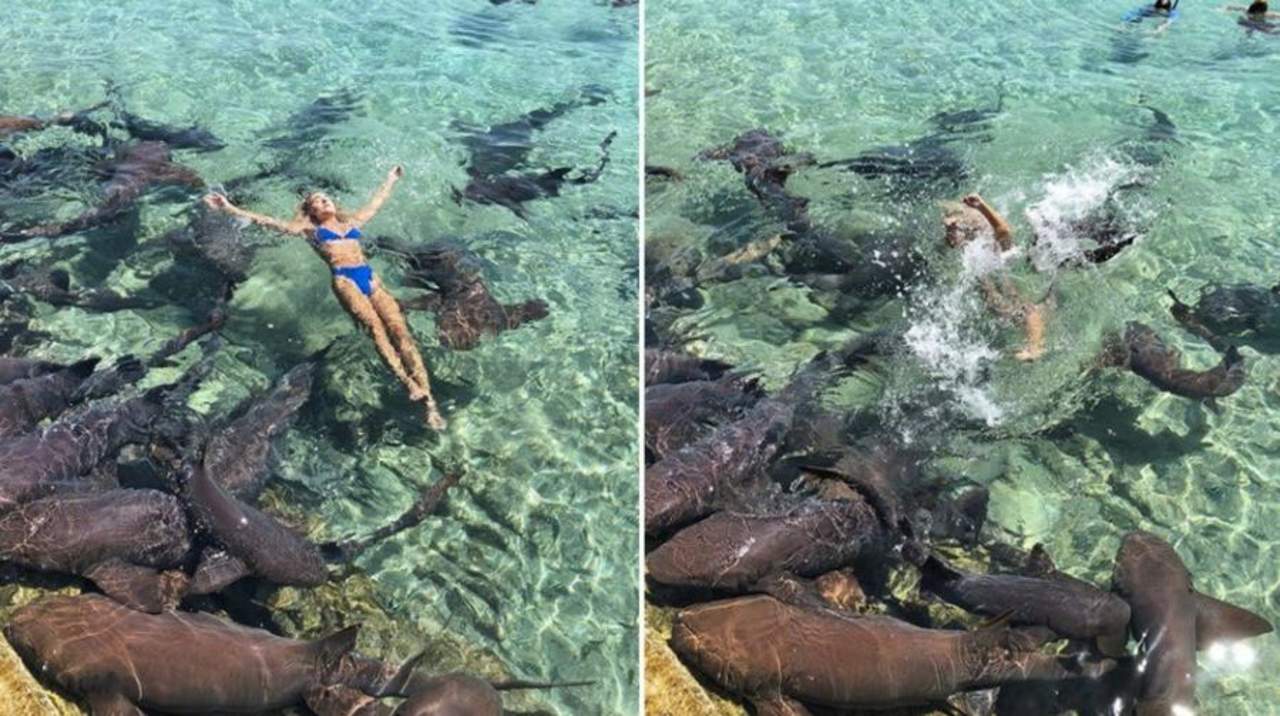 Instagramer es atacada por tiburón durante sesión fotográfica. Noticias en tiempo real