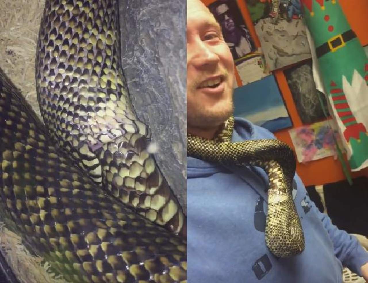 VIRAL: Serpiente intenta comerse a sí misma. Noticias en tiempo real