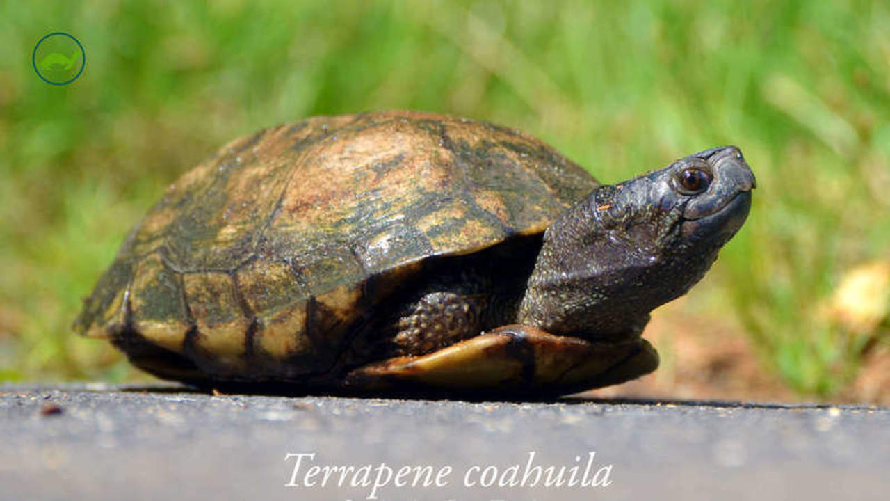 Piden salvar especie endémica en Coahuila a través de Change.org. Noticias en tiempo real