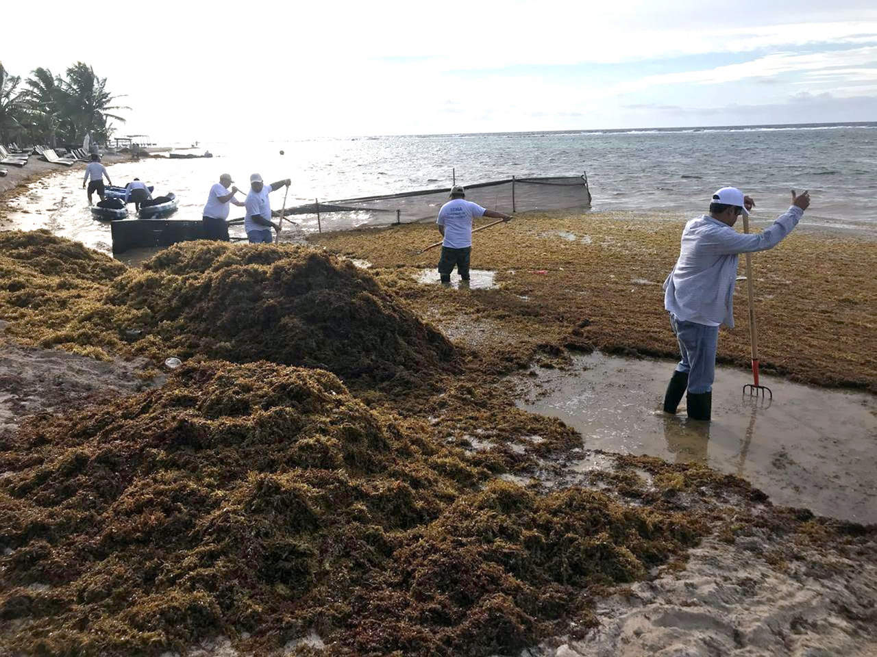 Retiran dos toneladas de algas en playas de Cancún en 45 días. Noticias en tiempo real