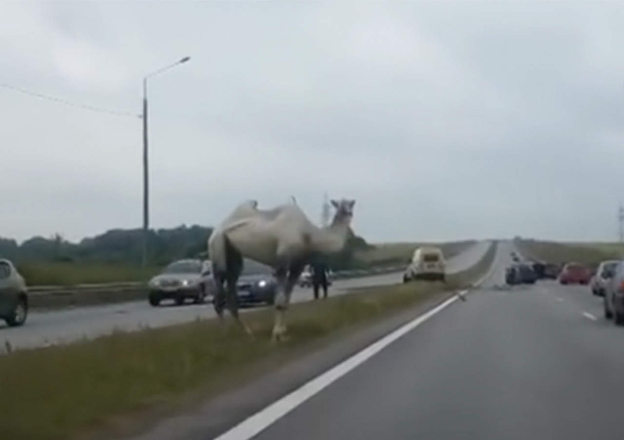 VIRAL: Camello ocasiona caos en autopista transitada. Noticias en tiempo real