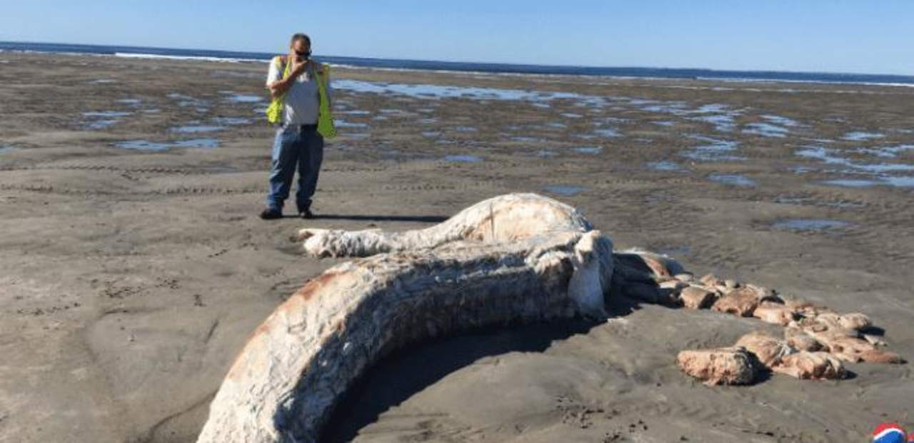Resuelven misterio de criatura encontrada en playa estadounidense. Noticias en tiempo real