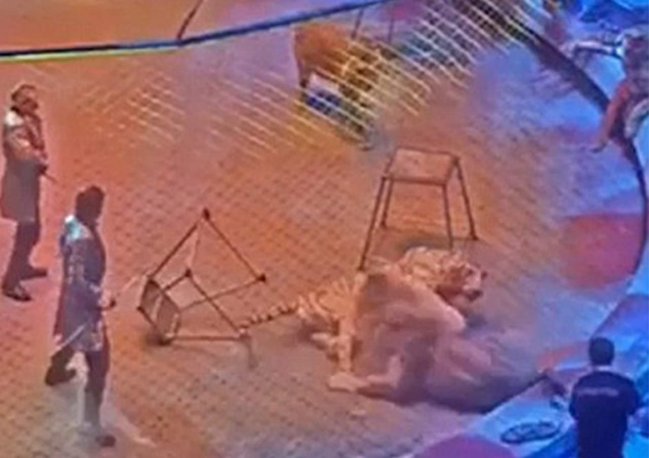 Tigre ataca a león en pleno espectáculo de circo. Noticias en tiempo real