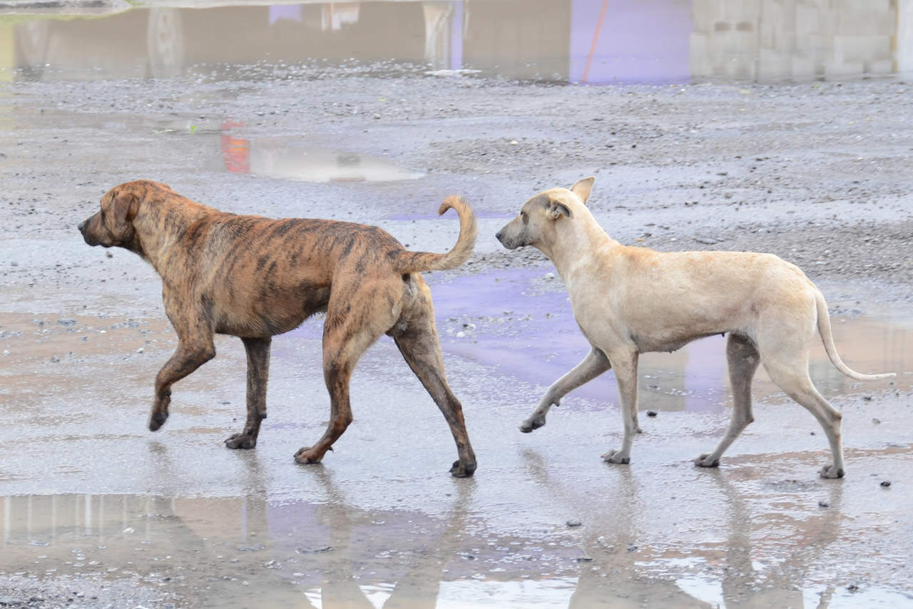 Ven sobrepoblación canina en Torreón. Noticias en tiempo real